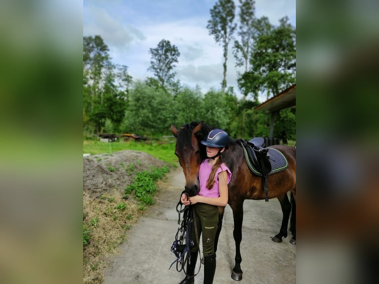 New Forest Pony Stute 11 Jahre 145 cm Brauner in Tijnje