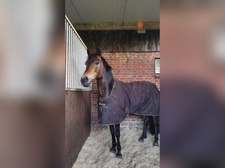 New Forest Pony Stute 11 Jahre 145 cm Brauner in Tijnje