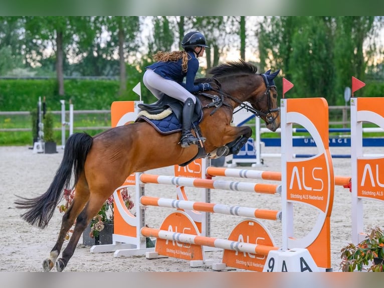 New Forest Pony Stute 11 Jahre 147 cm Dunkelbrauner in Kedichem