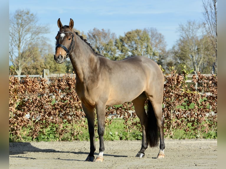New Forest Pony Stute 11 Jahre 147 cm Dunkelbrauner in Kedichem