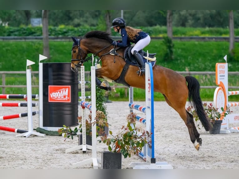 New Forest Pony Stute 11 Jahre 147 cm Dunkelbrauner in Kedichem