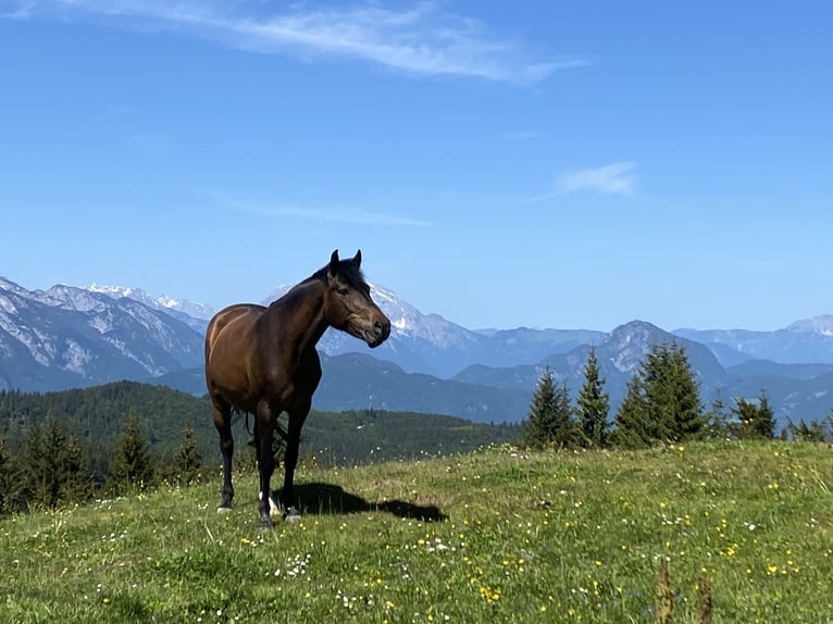 New Forest Pony Stute 11 Jahre 148 cm Brauner in Kuchl