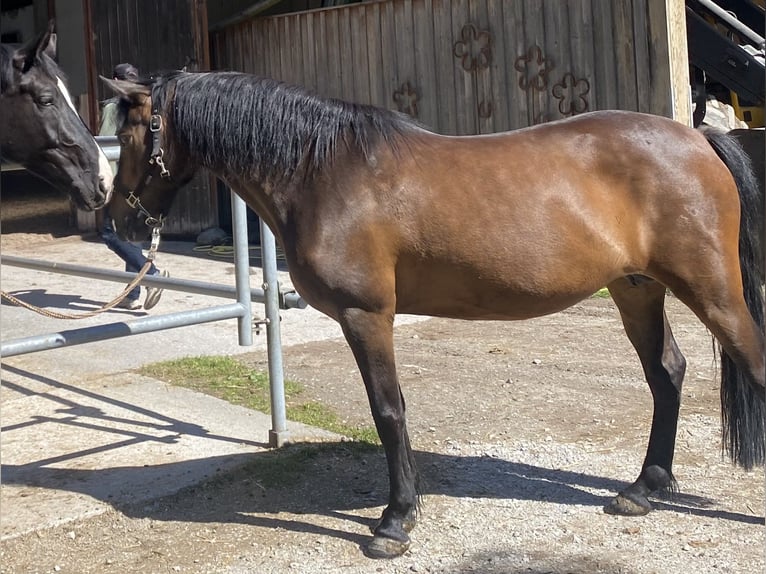 New Forest Pony Stute 11 Jahre 148 cm Brauner in Kuchl