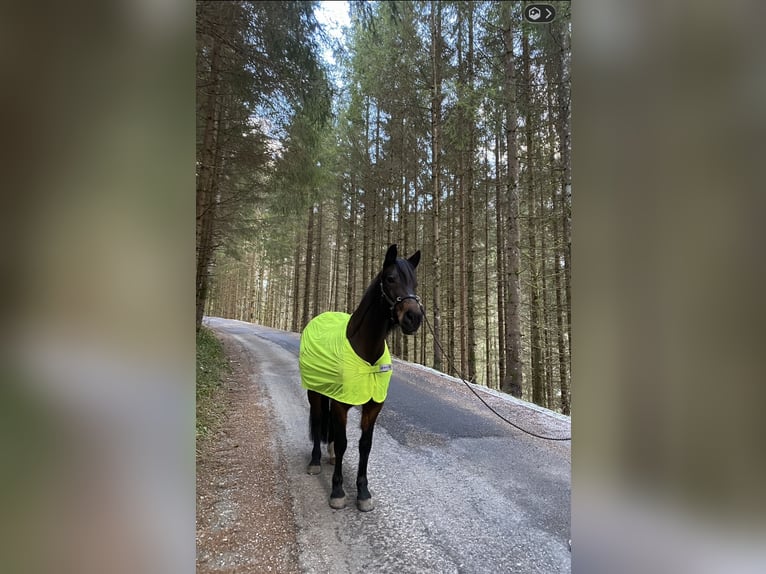 New Forest Pony Stute 11 Jahre 148 cm Brauner in Kuchl