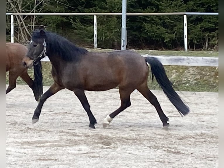 New Forest Pony Stute 11 Jahre 148 cm Brauner in Kuchl
