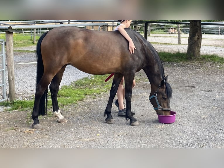 New Forest Pony Stute 11 Jahre 148 cm Brauner in Kuchl