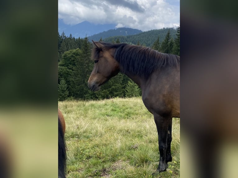New Forest Pony Stute 11 Jahre 148 cm Brauner in Kuchl