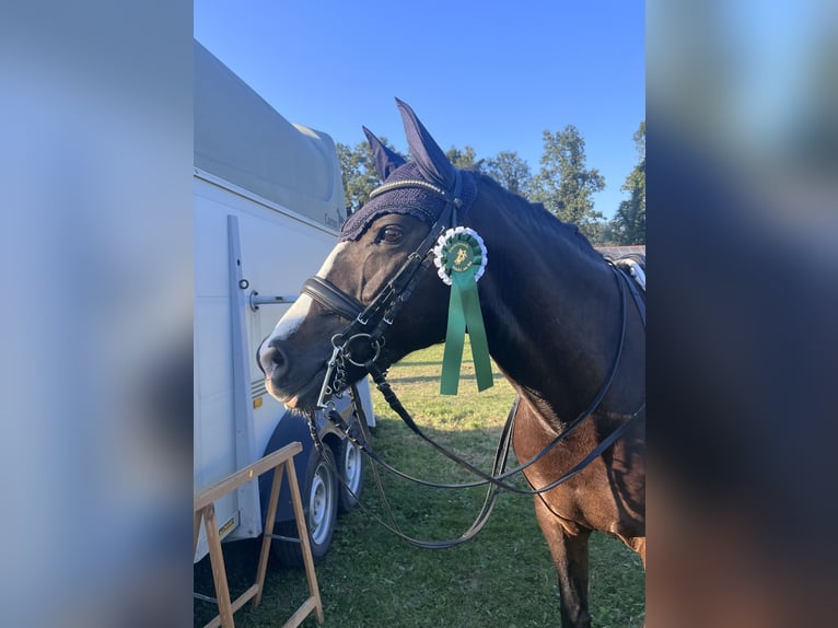 New Forest Pony Stute 11 Jahre 148 cm Dunkelbrauner in Reischach