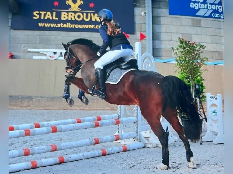 New Forest Pony Mix Stute 12 Jahre 143 cm Brauner in Houten