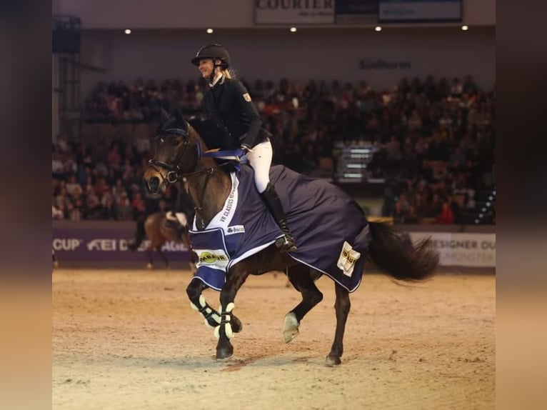 New Forest Pony Stute 12 Jahre 144 cm Brauner in Jörl
