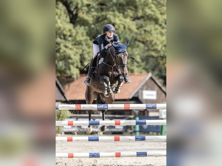 New Forest Pony Stute 12 Jahre 144 cm Brauner in Jörl