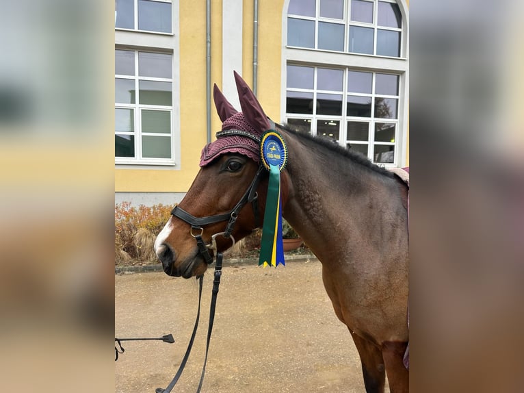New Forest Pony Stute 12 Jahre 146 cm Brauner in Mamming