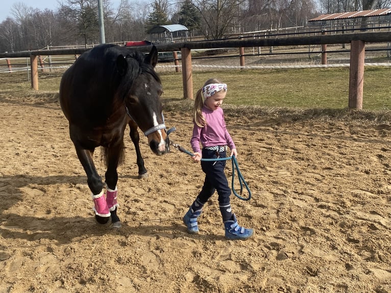 New Forest Pony Stute 12 Jahre 146 cm Dunkelbrauner in Karlsfeld