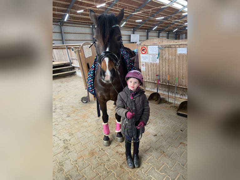 New Forest Pony Stute 12 Jahre 146 cm Dunkelbrauner in Karlsfeld