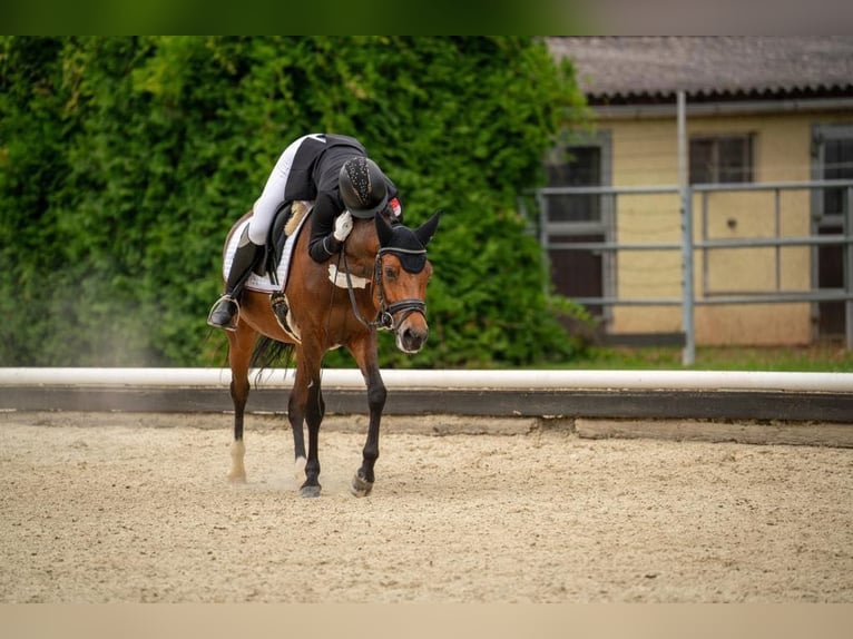 New Forest Pony Stute 12 Jahre 148 cm Brauner in Ebreichsdorf