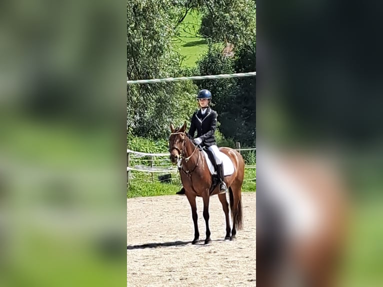 New Forest Pony Stute 12 Jahre 148 cm Brauner in Nussdorf