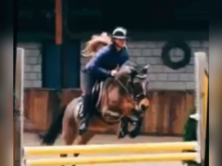 New Forest Pony Mix Stute 13 Jahre 133 cm in Nieuw-Vennep