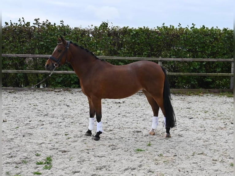 New Forest Pony Mix Stute 13 Jahre 133 cm in Nieuw-Vennep