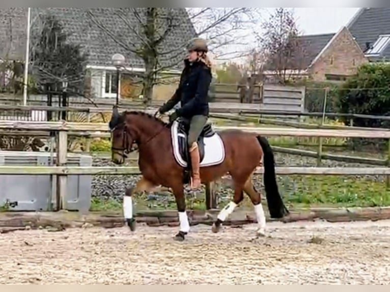 New Forest Pony Mix Stute 13 Jahre 133 cm in Nieuw-Vennep