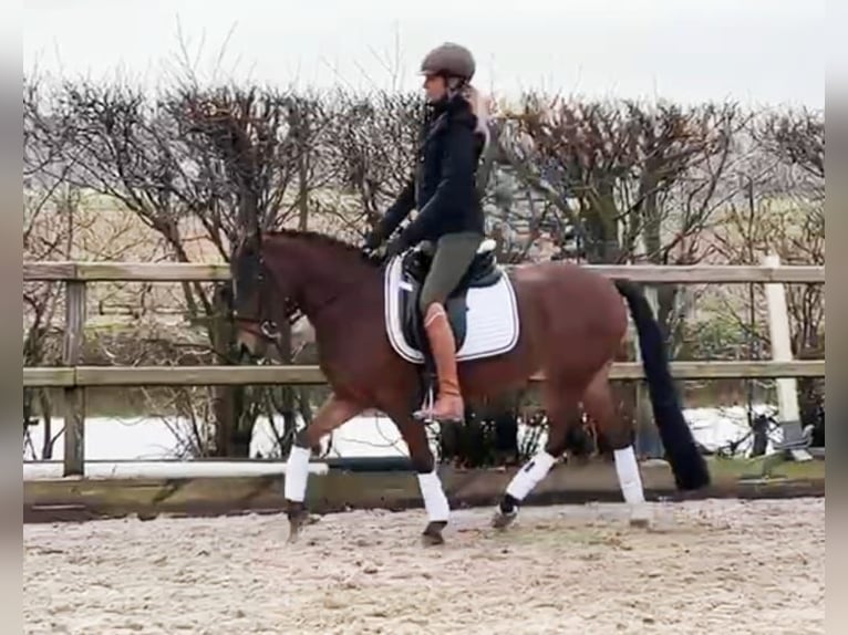 New Forest Pony Mix Stute 13 Jahre 133 cm in Nieuw-Vennep