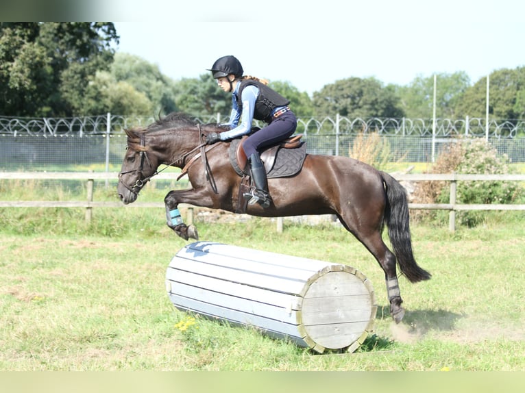 New Forest Pony Stute 13 Jahre 134 cm Brauner in Dorset