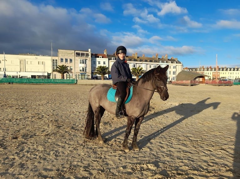 New Forest Pony Stute 13 Jahre 134 cm Brauner in Dorset