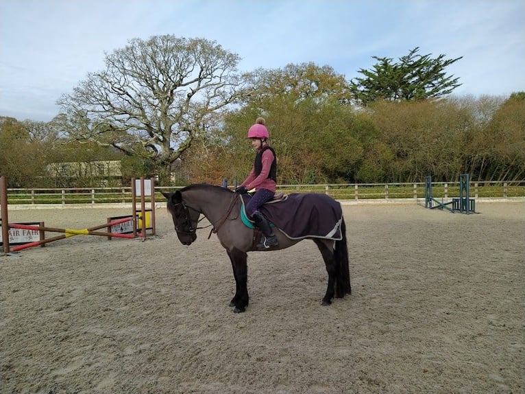 New Forest Pony Stute 13 Jahre 134 cm Brauner in Dorset