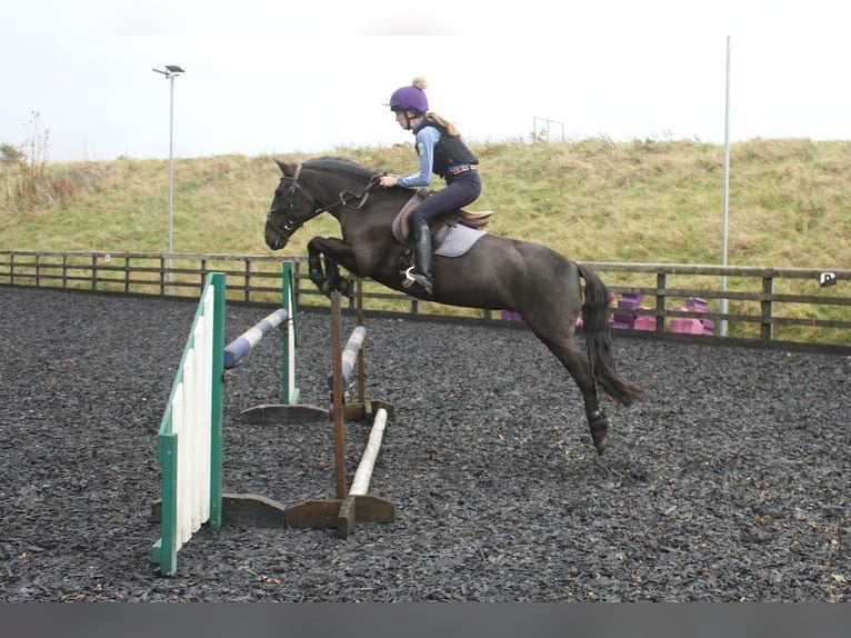 New Forest Pony Stute 13 Jahre 134 cm Brauner in Dorset