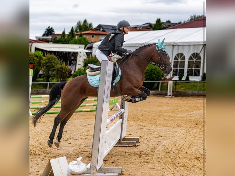 New Forest Pony Stute 13 Jahre 146 cm Brauner in Mamming