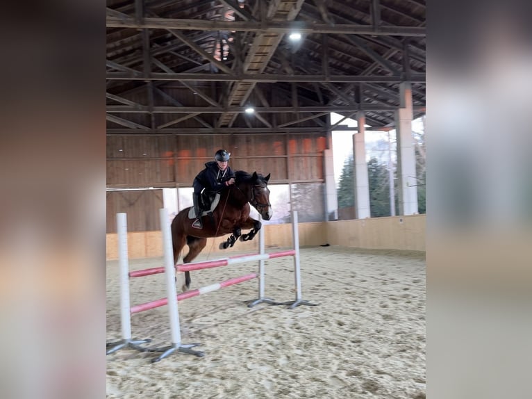 New Forest Pony Stute 13 Jahre 146 cm Brauner in Mamming