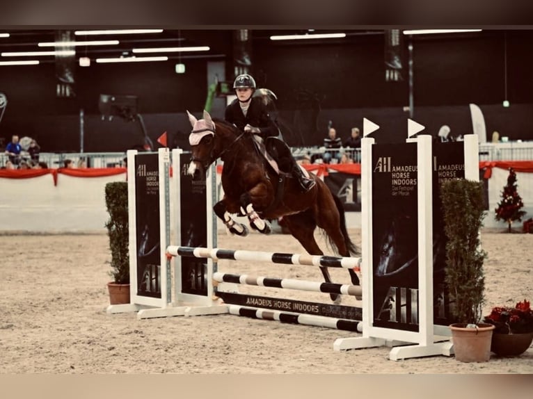 New Forest Pony Stute 13 Jahre 146 cm Brauner in Mamming