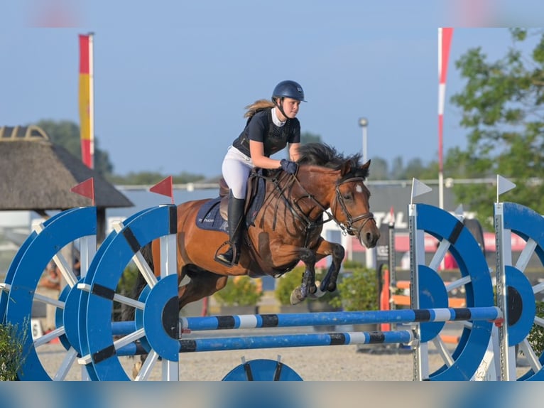 New Forest Pony Stute 13 Jahre 146 cm Brauner in Voorthuizen