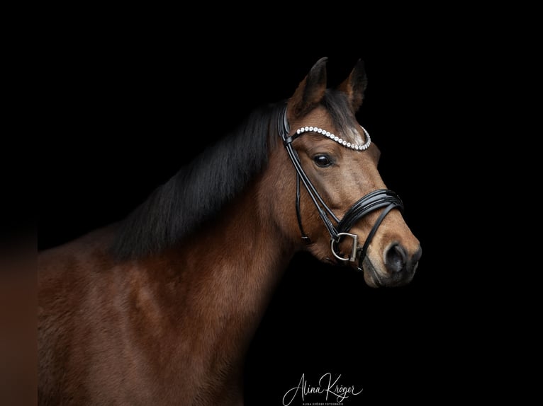 New Forest Pony Stute 13 Jahre 146 cm Brauner in Pronstorf