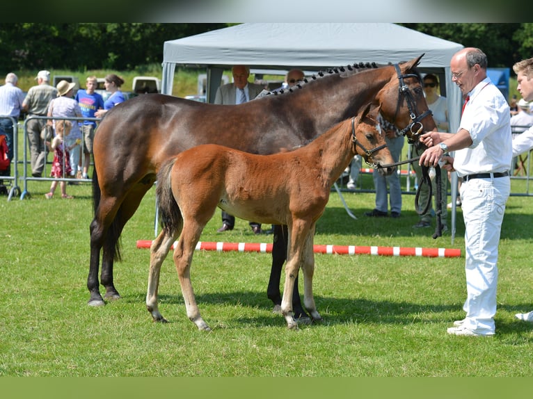 New Forest Pony Stute 13 Jahre 146 cm Brauner in Pronstorf