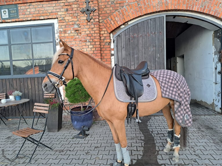 New Forest Pony Stute 13 Jahre 146 cm Fuchs in Otusz