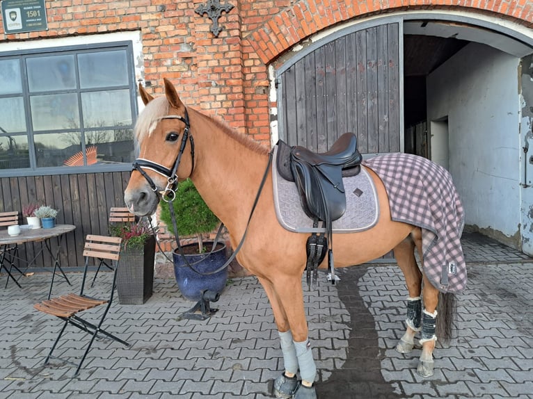 New Forest Pony Stute 13 Jahre 146 cm Fuchs in Otusz