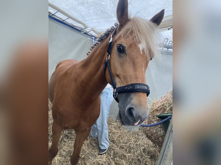 New Forest Pony Stute 13 Jahre 146 cm Fuchs in Otusz