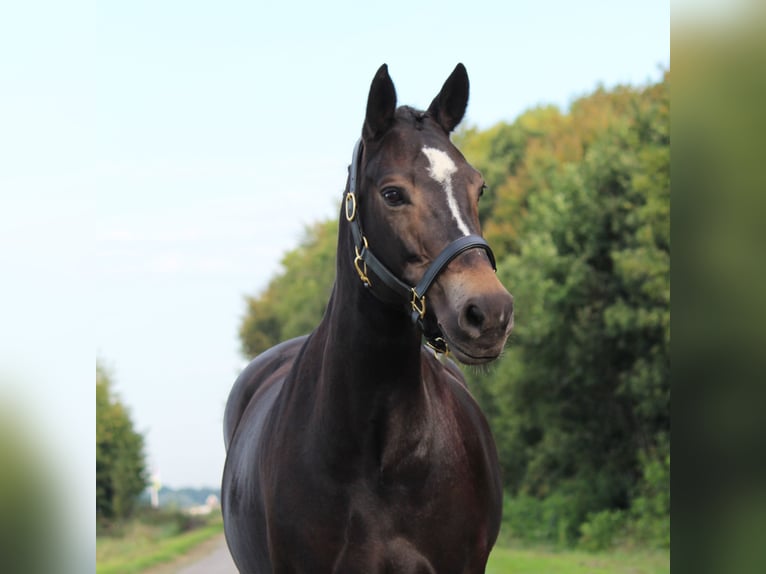 New Forest Pony Stute 13 Jahre 147 cm Dunkelbrauner in Kortenhoef
