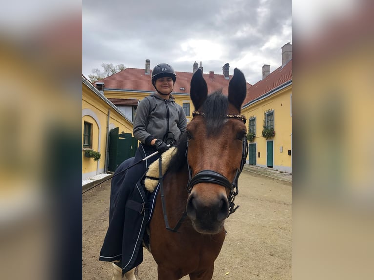 New Forest Pony Stute 13 Jahre 148 cm Brauner in Ebreichsdorf