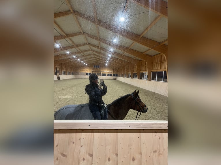 New Forest Pony Stute 13 Jahre 148 cm Brauner in Triaiskirchen