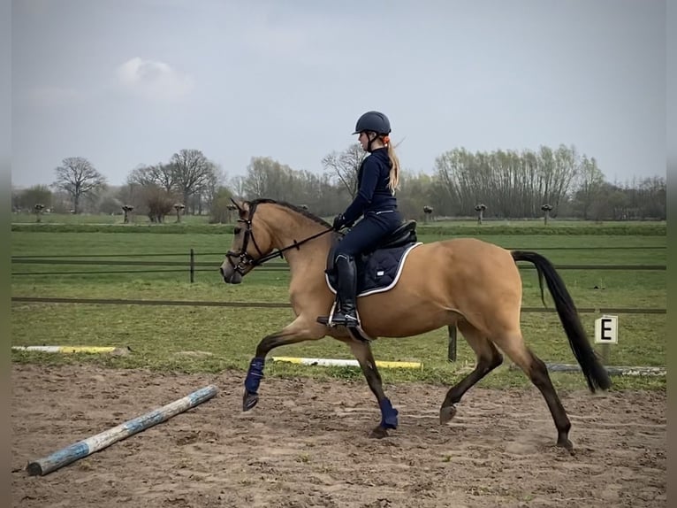 New Forest Pony Stute 13 Jahre 148 cm  in Gelselaar