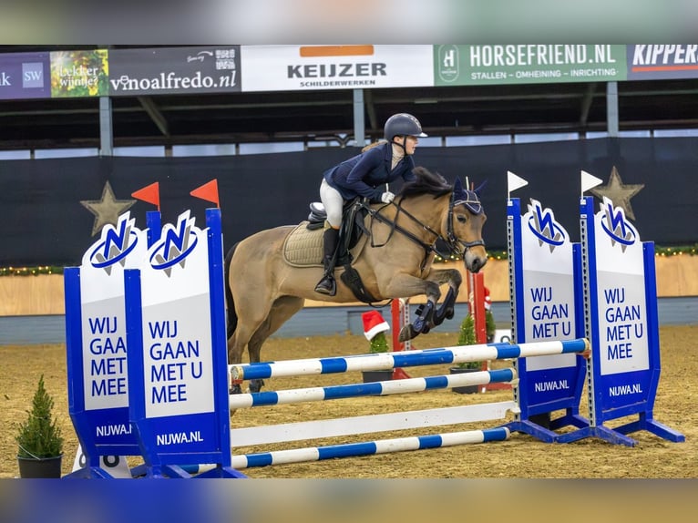 New Forest Pony Stute 14 Jahre 137 cm Dunkelfuchs in Den Ham