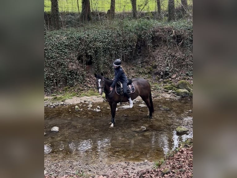 New Forest Pony Stute 14 Jahre 145 cm Dunkelbrauner in Mörschwil