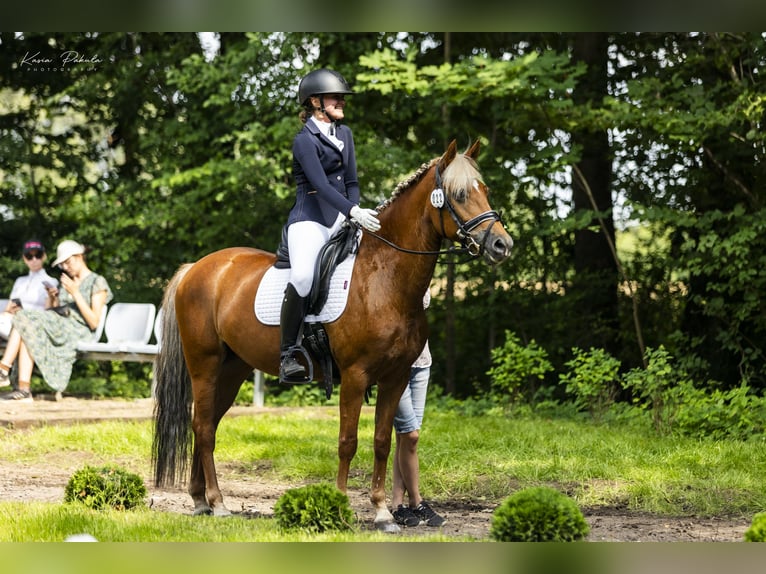 New Forest Pony Stute 14 Jahre 146 cm Fuchs in Otusz