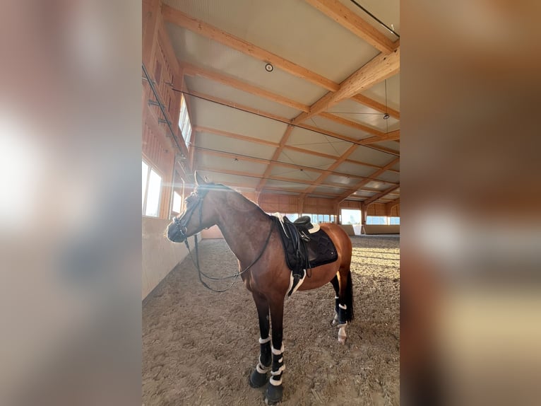 New Forest Pony Stute 14 Jahre 148 cm Brauner in Triaiskirchen