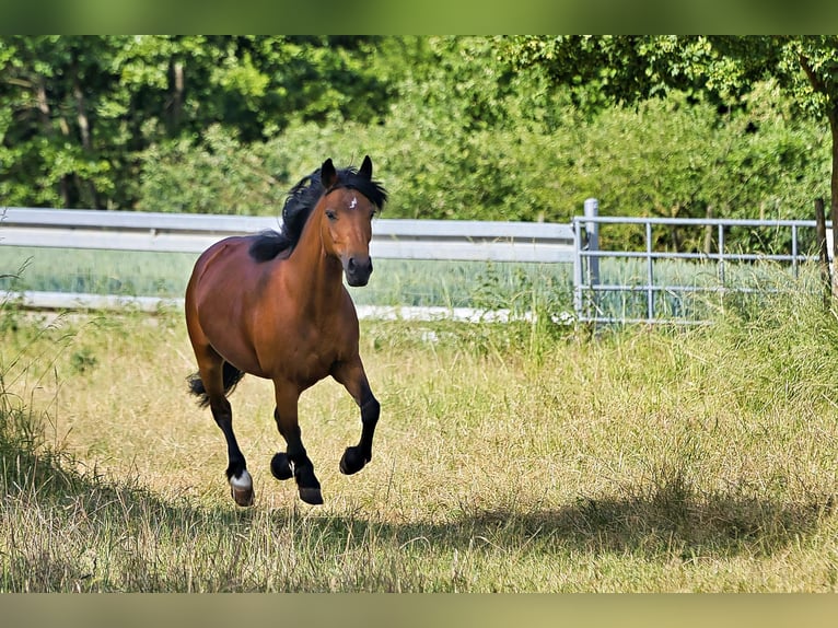 New Forest Pony Stute 14 Jahre 148 cm Brauner in Bad Wimpfen
