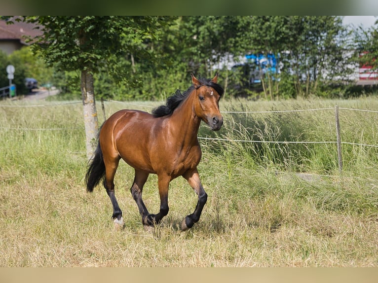 New Forest Pony Stute 14 Jahre 148 cm Brauner in Bad Wimpfen
