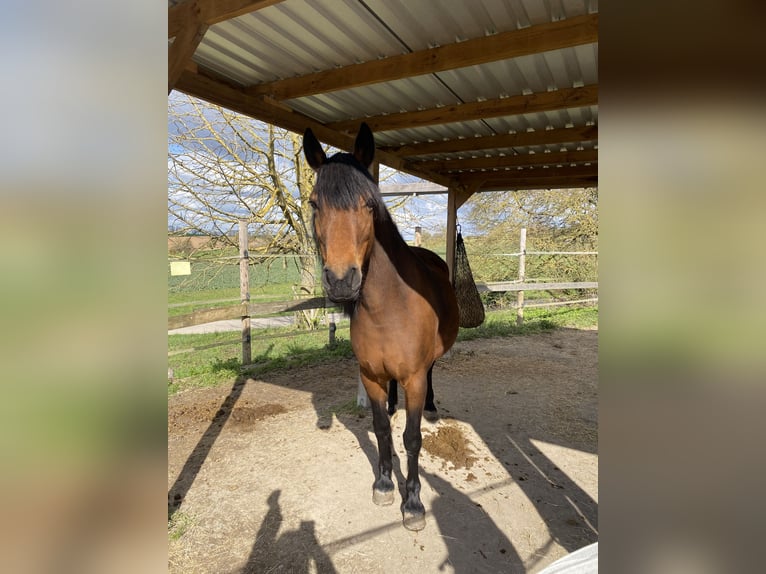 New Forest Pony Stute 14 Jahre 148 cm Brauner in Bad Wimpfen