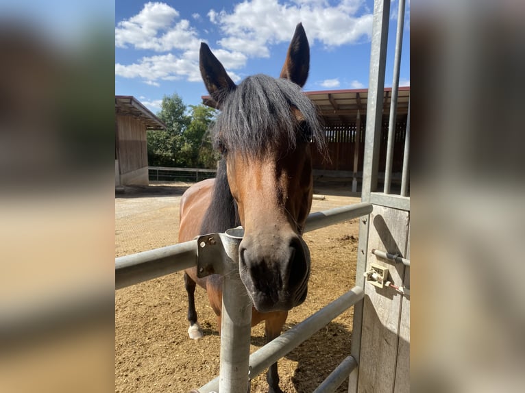 New Forest Pony Stute 14 Jahre 148 cm Brauner in Bad Wimpfen