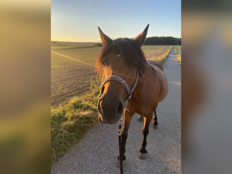 New Forest Pony Stute 14 Jahre 148 cm Brauner in Bad Wimpfen